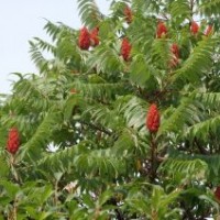 廊坊火炬樹苗供應