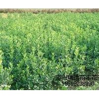 沙地柏、紅葉小檗、膠東衛(wèi)矛、黃楊、女貞