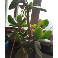 供應(yīng) 法桐 國槐 金葉榆 垂柳