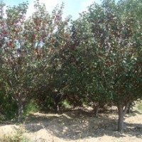 春季八棱海棠苗木/低價(jià)供應(yīng)各種規(guī)格