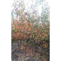 2-8公分黃櫨，西府海棠，木槿，紅葉李