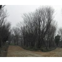 精品叢生、單桿茶條槭