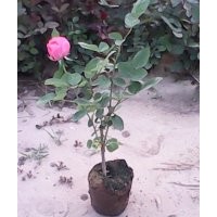 2公分以上欒樹(shù)苗，國(guó)槐苗，月季，薔薇，紫藤