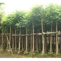 哪里發(fā)火焰木賣最便宜