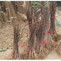 小苗:玉蘭小苗，紅楓小苗，櫻花小苗，西湖海棠小苗