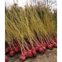 熱銷推薦優(yōu)質(zhì)低價(jià) 規(guī)格齊全黃金槐 量多優(yōu)惠 歡迎選購