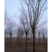 綠化苗木基地國(guó)槐,法桐,白蠟