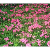 紅花繡線菊、金山繡線菊、金焰繡線菊、瓊花