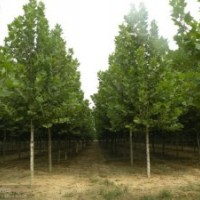 哪里法桐最便宜——保定法桐基地質(zhì)優(yōu)價(jià)廉