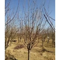 懷來8公分八棱海棠樹.