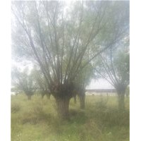 出售7厘米到1米的饅頭柳旱柳80公分饅頭柳旱柳供應(yīng)8公分饅頭柳50