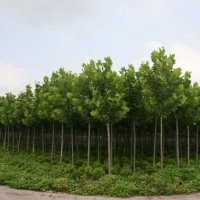 大量供應：法桐、碧玉楊、白蠟、國槐
