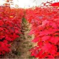 春暖花開紅點(diǎn)紅楓小苗火熱銷售中