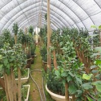 嫁接茶花【僑依】技術(shù)服務(wù)