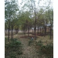 滄州綠茵苗木大量出售