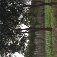 優(yōu)惠出售香樟