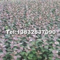 低價供西府海棠 高原之火 亞當(dāng)海棠 太陽李 紫葉矮櫻