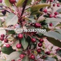 海棠系列；叢生紫葉矮櫻，中華太陽李 獨桿紫葉矮櫻 紫葉稠李 紅