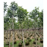 哪里有5公分白玉蘭袋苗