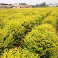 金冠小葉女貞（小苗，球形，柱形）