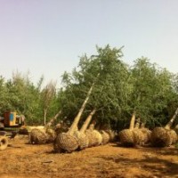 邳州25公分銀杏樹-合作社直銷價格合理量大樹形好