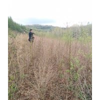 東北五角楓小苗