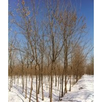 供應(yīng)復(fù)葉槭