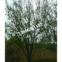 供應(yīng)12-30公分杏樹