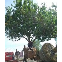 八棱海棠樹價(jià)格