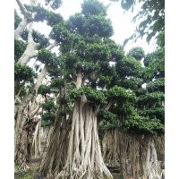 2016年7月廣西提根小葉榕樁頭工程批發(fā)價(jià)格-永秀花卉基地供應(yīng)