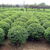 大葉黃楊球價(jià)格行情，大葉黃楊球報(bào)價(jià)