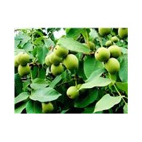 大量供應(yīng)山西運(yùn)城優(yōu)質(zhì)青皮核桃