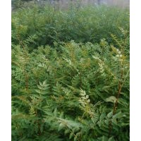 供應花椒苗，大紅袍花椒苗