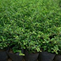 云南綠化苗木批發(fā)價，云南草皮/草坪，云南綠化苗木