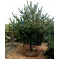 山西運(yùn)城絳縣供應(yīng)營養(yǎng)杯營養(yǎng)袋1-5米油松