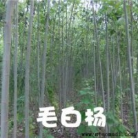 【主營(yíng)】毛白楊，國(guó)槐，法桐，白臘，107，椿樹(shù)榆樹(shù)速生柳