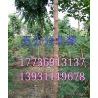 常年供應(yīng)北欒,金葉復(fù)葉槭,金葉榆