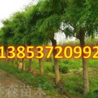 1-20公分國槐 國槐樹苗價格 國槐報價