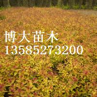 直銷(xiāo)金山繡線(xiàn)菊.金焰繡線(xiàn)菊.連翹.迎舂.棣棠