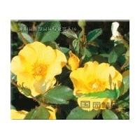 地被綠化苗木 黃冒月季花 花色為黃色