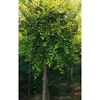 山東冠縣6公分金葉榆，榆樹(shù)，圓冠榆，絲棉木，毛白楊，北欒