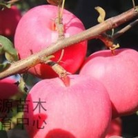 煙福8、神富一號(hào)、仲秋王蘋果苗