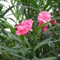 供應花心木樹苗 相思樹苗 酸橙苗 夾竹桃樹苗 苦患子樹苗 紅楓樹