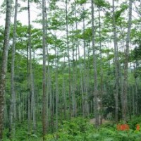 供應(yīng)萬(wàn)年青樹(shù)苗 團(tuán)花樹(shù)苗 木棉樹(shù) 鐵刀木樹(shù)苗 黃梁木樹(shù)苗 蘭嶼肉