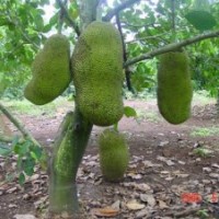 供應(yīng)菠蘿樹(shù)苗 蜜桔苗 橘苗 桔子苗 地菠蘿苗 橘紅樹(shù)苗 陰香樹(shù)苗