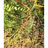 優(yōu)質(zhì)皂角樹苗 渾身是刺
