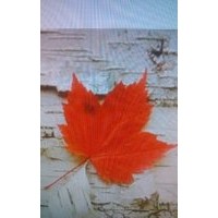 美國(guó)紅楓（秋火焰）