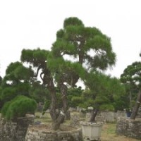 0004號(hào)精品造型黑松日本進(jìn)口3年以上培植大樹(shù)