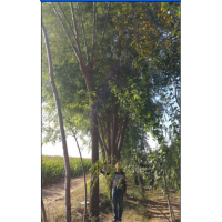 2015年旱柳報價，旱柳最新報價