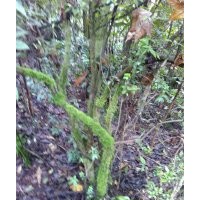 供應(yīng)映山紅樁